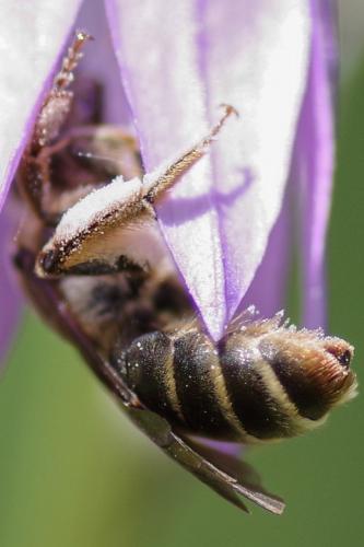 Réf. 258 390 : Andrena sp.